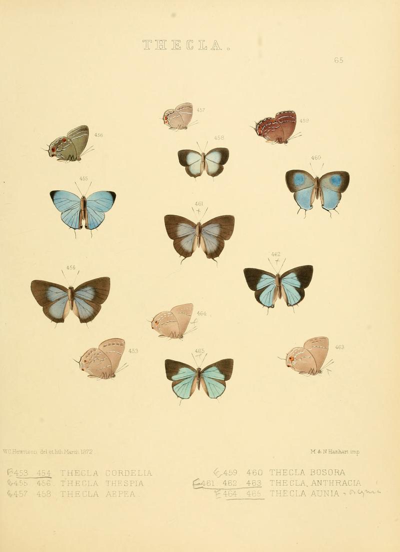 Illustrations of diurnal Lepidoptera 65