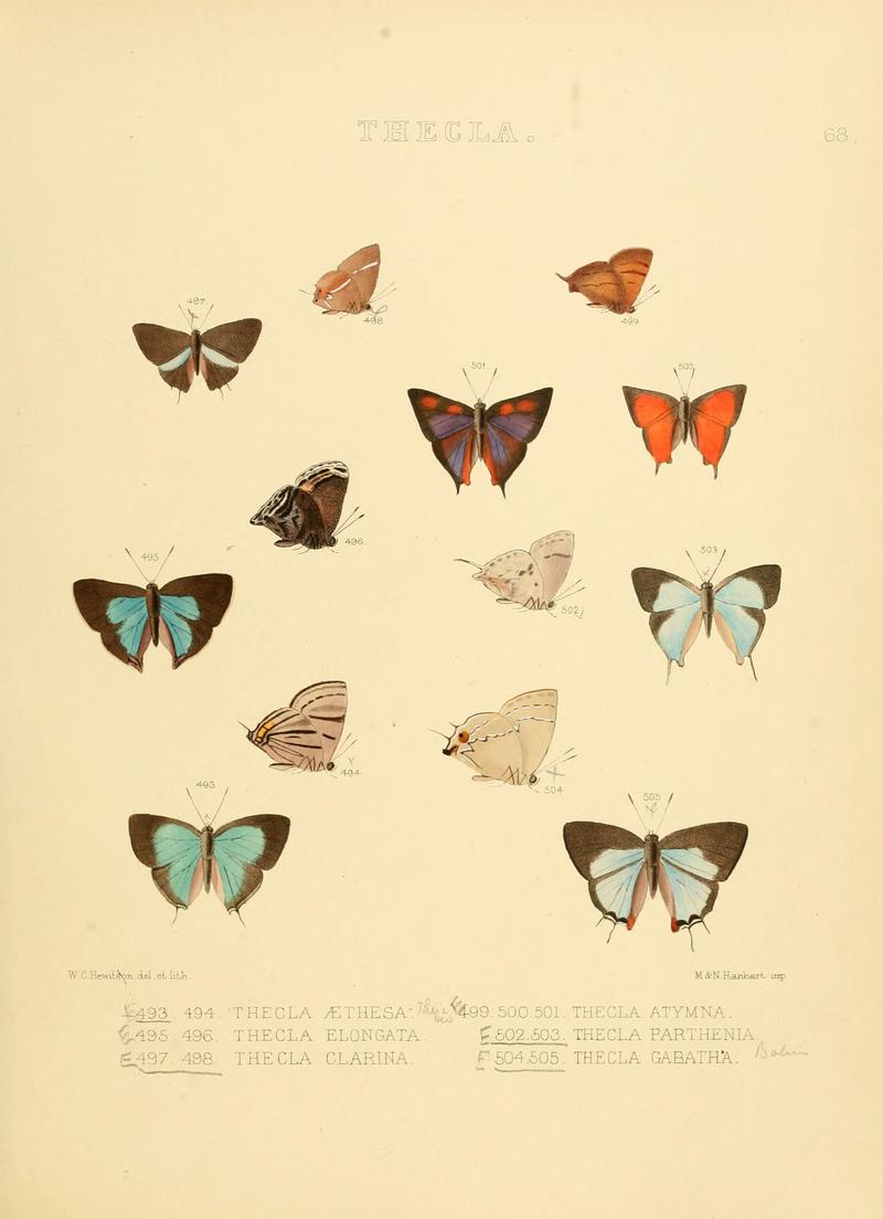 Illustrations of diurnal Lepidoptera 68