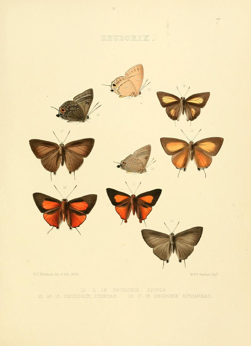 Illustrations of diurnal Lepidoptera 7