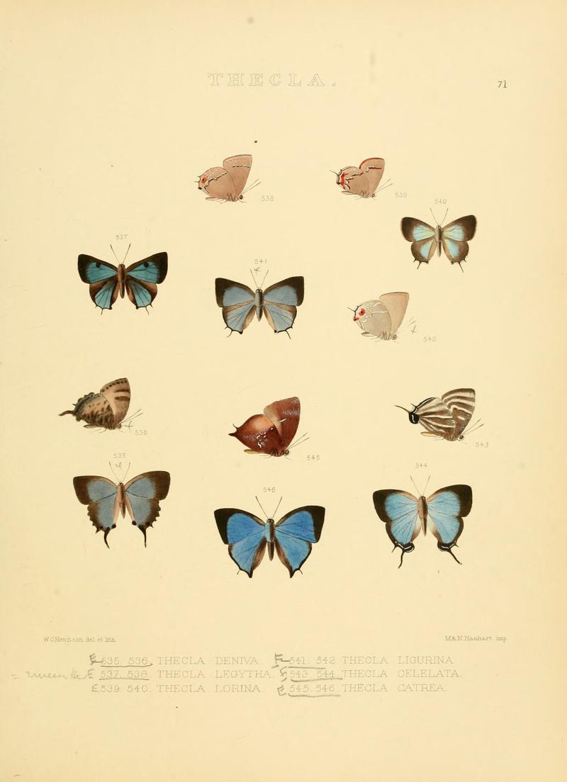 Illustrations of diurnal Lepidoptera 71