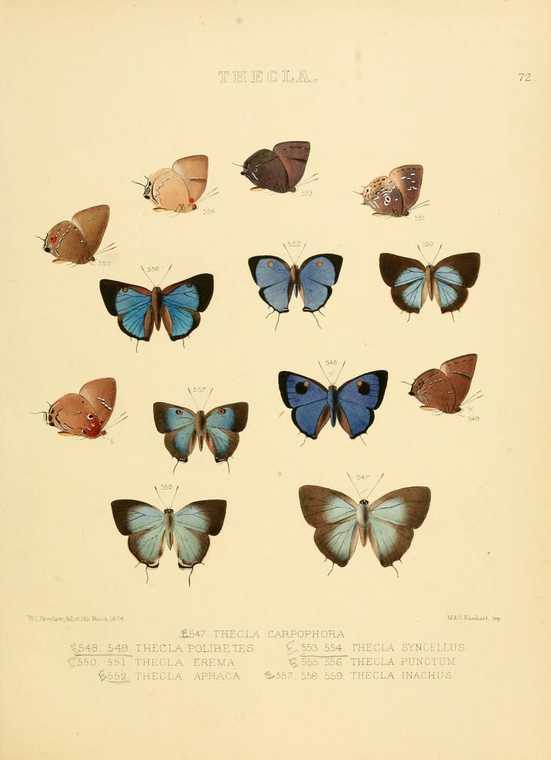 Illustrations of diurnal Lepidoptera 72