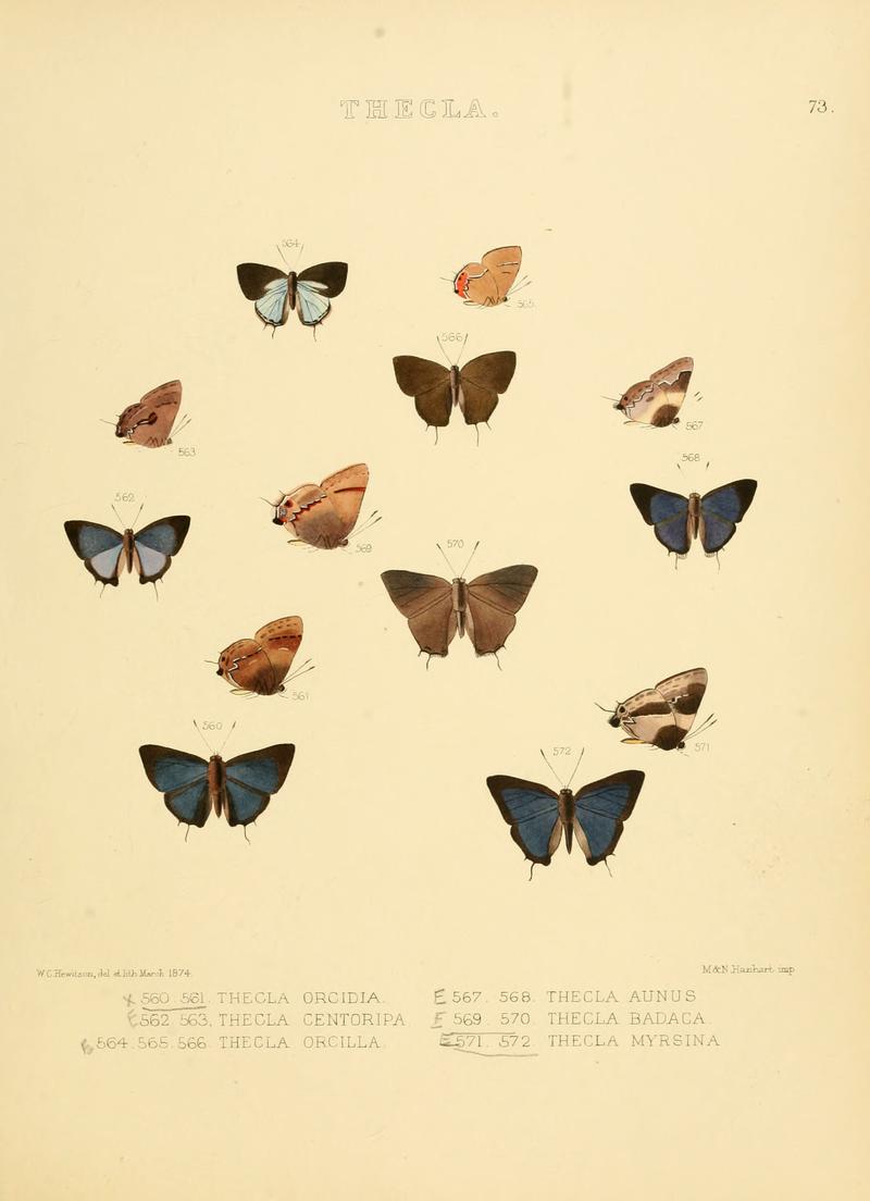 Illustrations of diurnal Lepidoptera 73