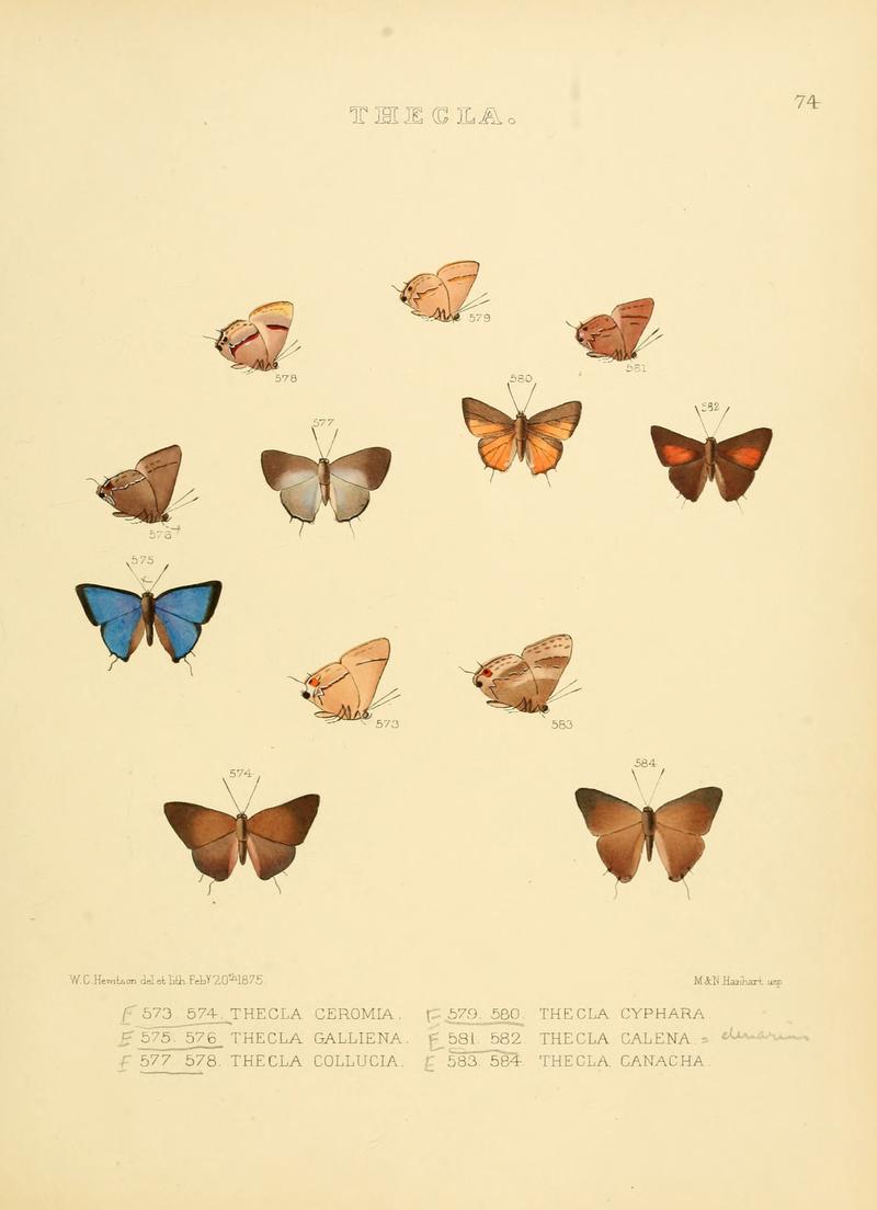 Illustrations of diurnal Lepidoptera 74