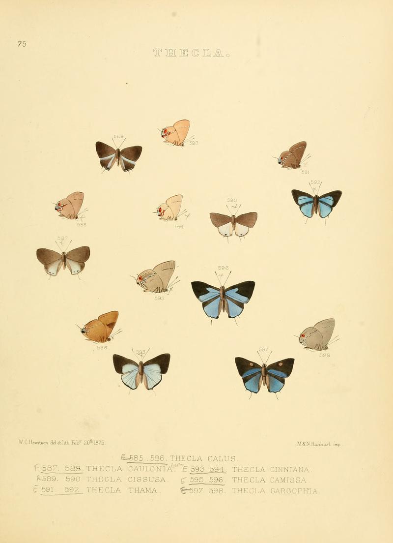 Illustrations of diurnal Lepidoptera 75