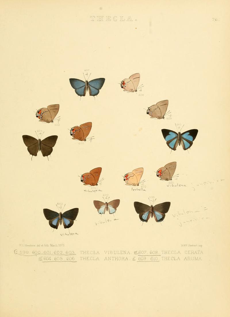 Illustrations of diurnal Lepidoptera 76