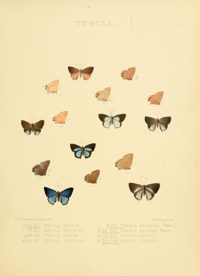 Illustrations of diurnal Lepidoptera 77