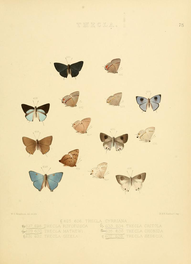 Illustrations of diurnal Lepidoptera 78