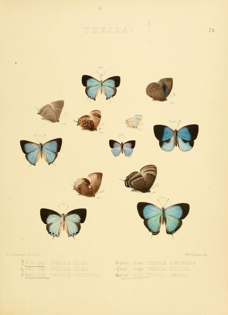 Illustrations of diurnal Lepidoptera 79