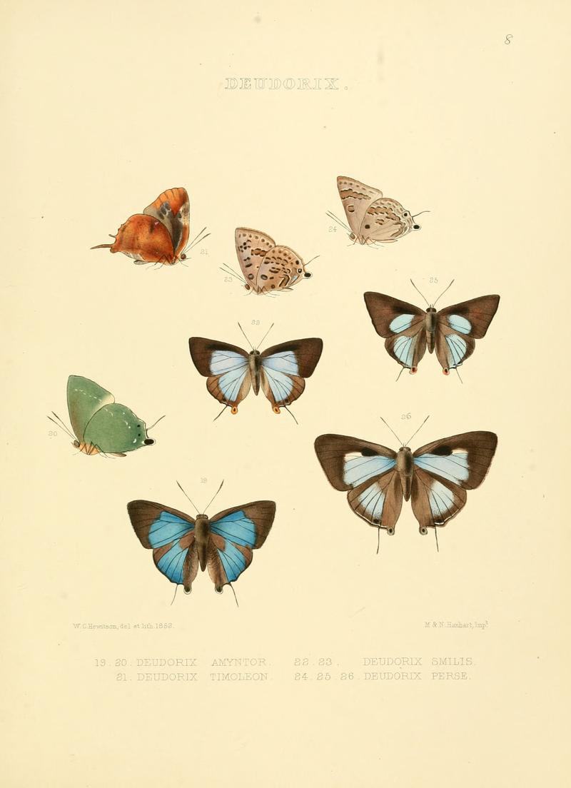 Illustrations of diurnal Lepidoptera 8