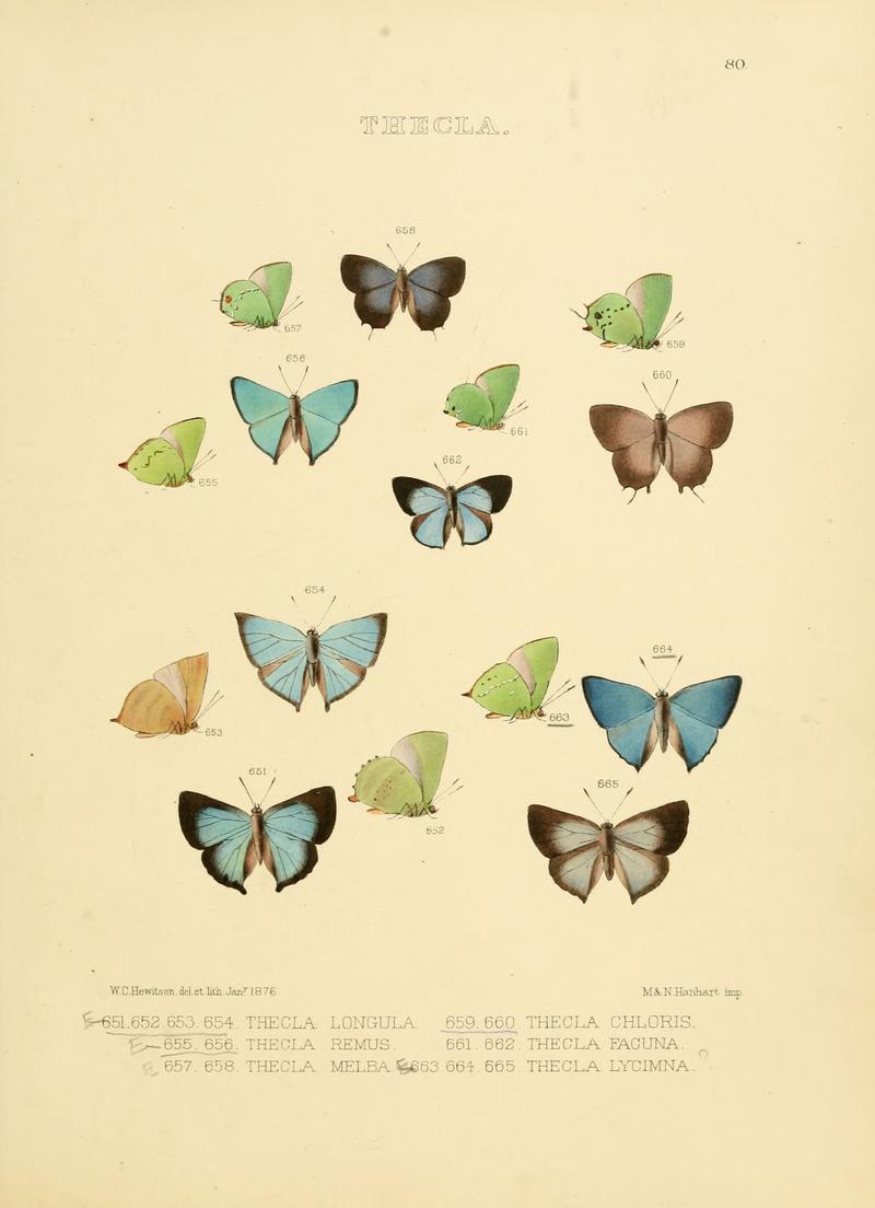 Illustrations of diurnal Lepidoptera 80