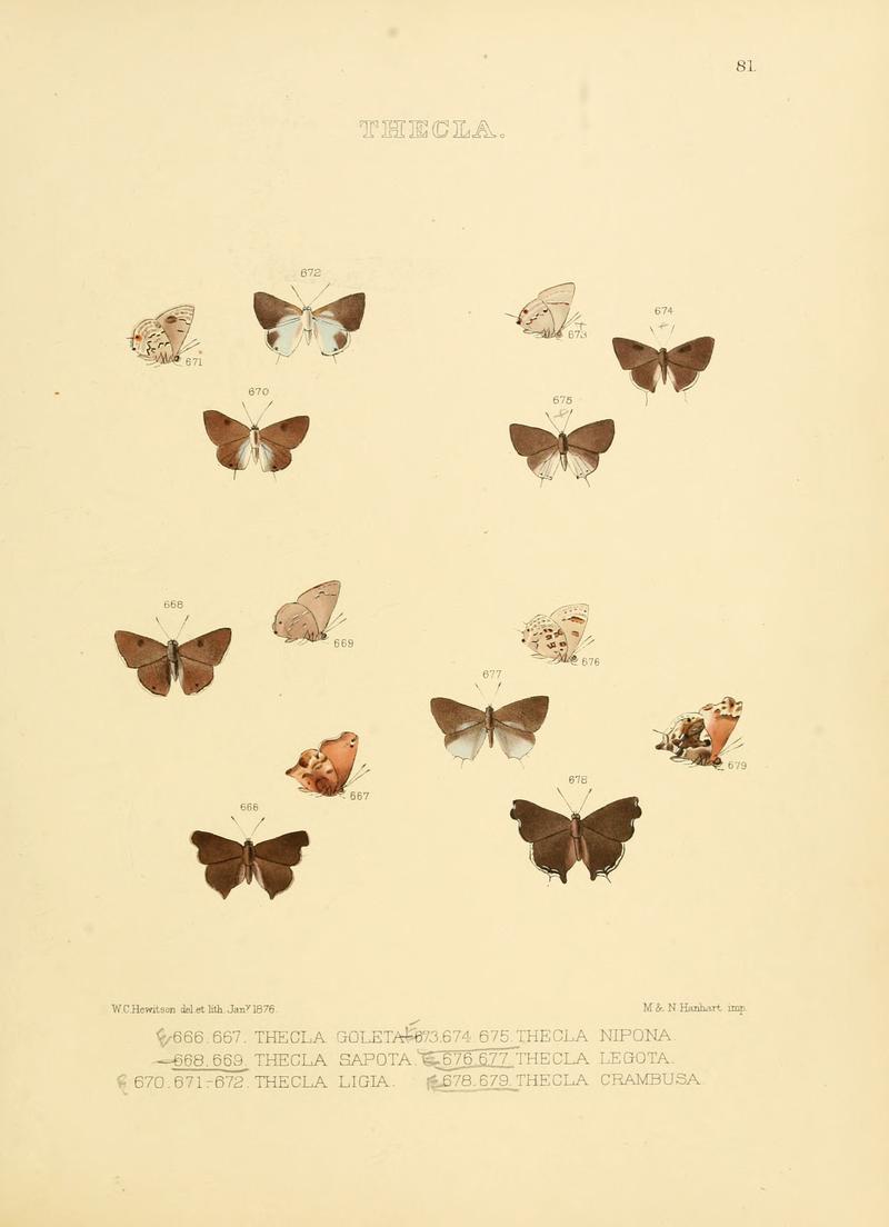Illustrations of diurnal Lepidoptera 81
