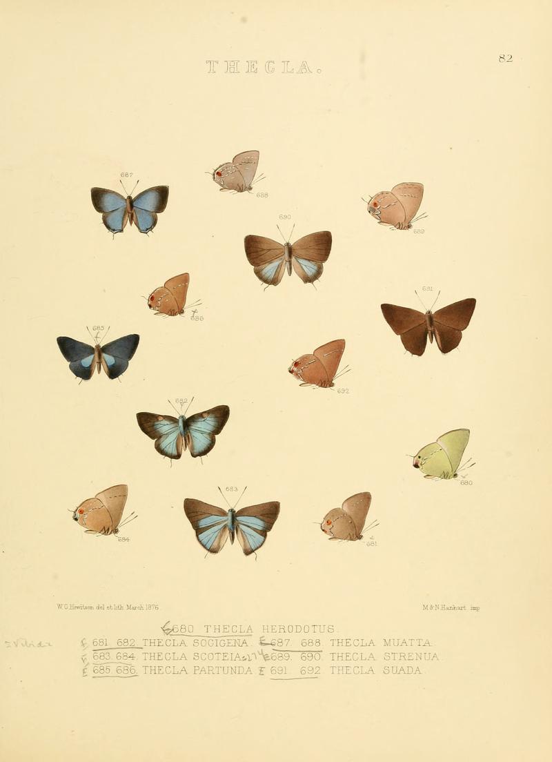 Illustrations of diurnal Lepidoptera 82