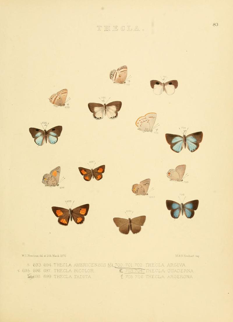 Illustrations of diurnal Lepidoptera 83