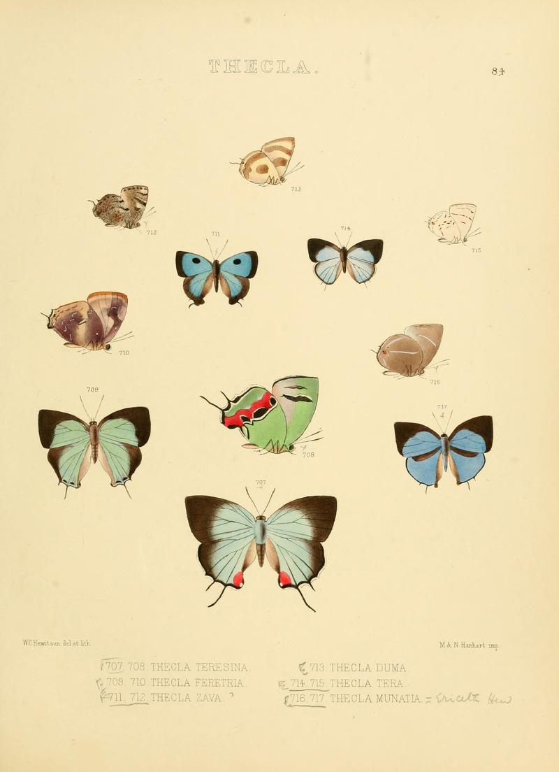 Illustrations of diurnal Lepidoptera 84