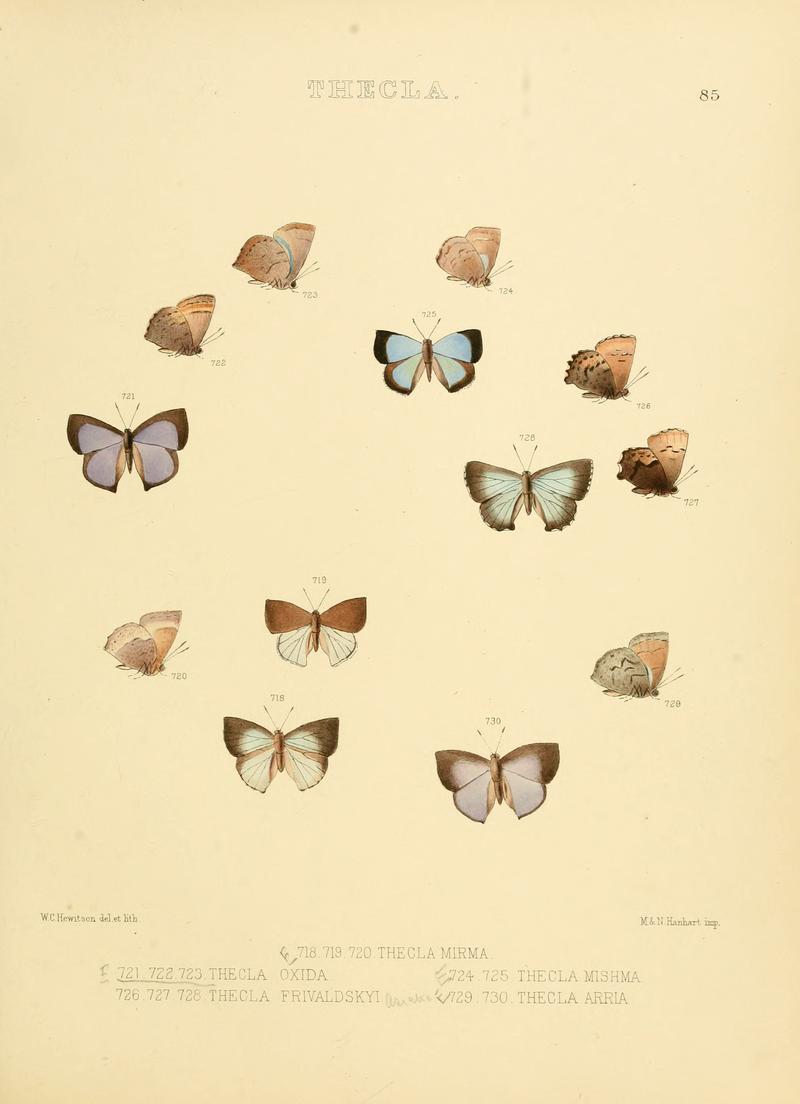 Illustrations of diurnal Lepidoptera 85