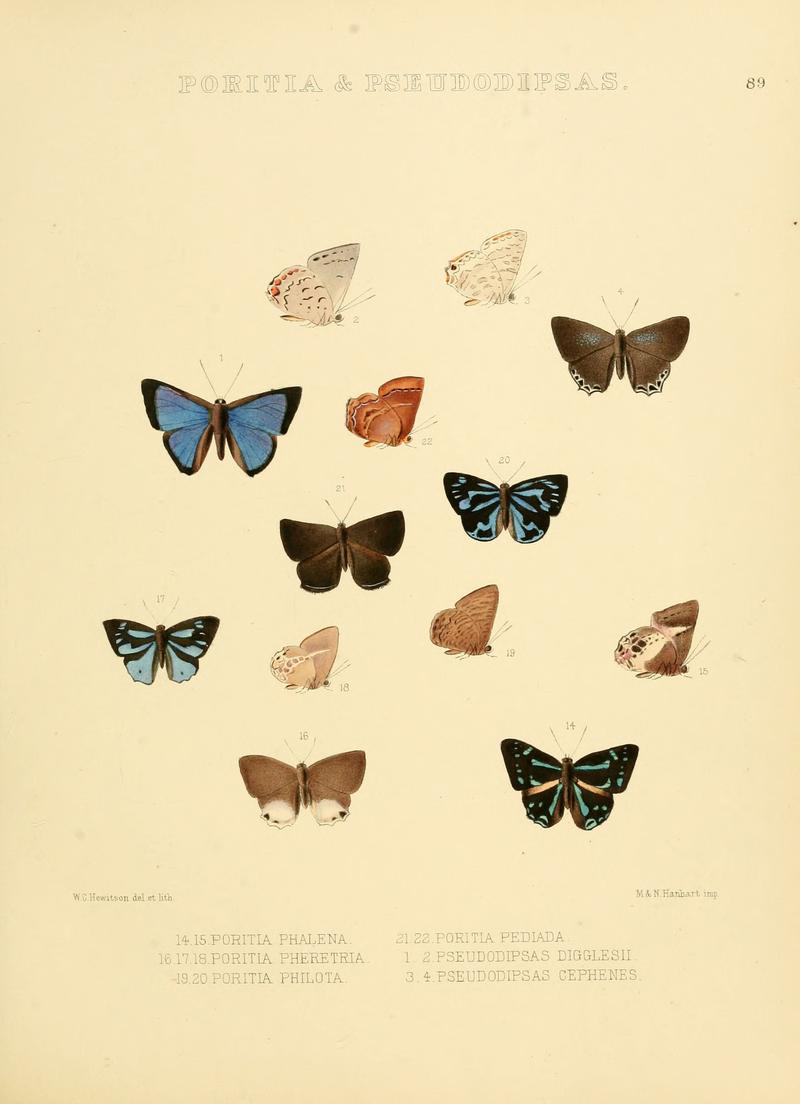 Illustrations of diurnal Lepidoptera 89