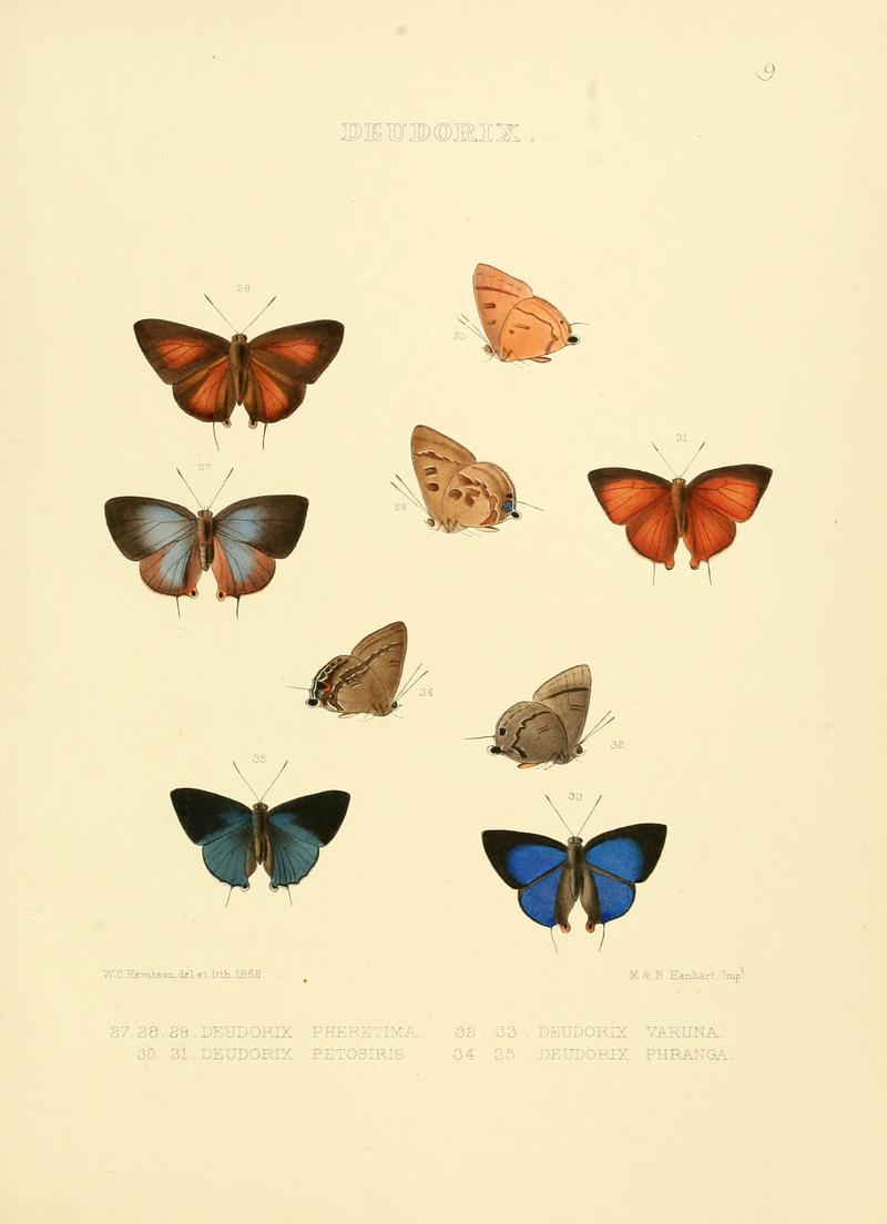 Illustrations of diurnal Lepidoptera 9