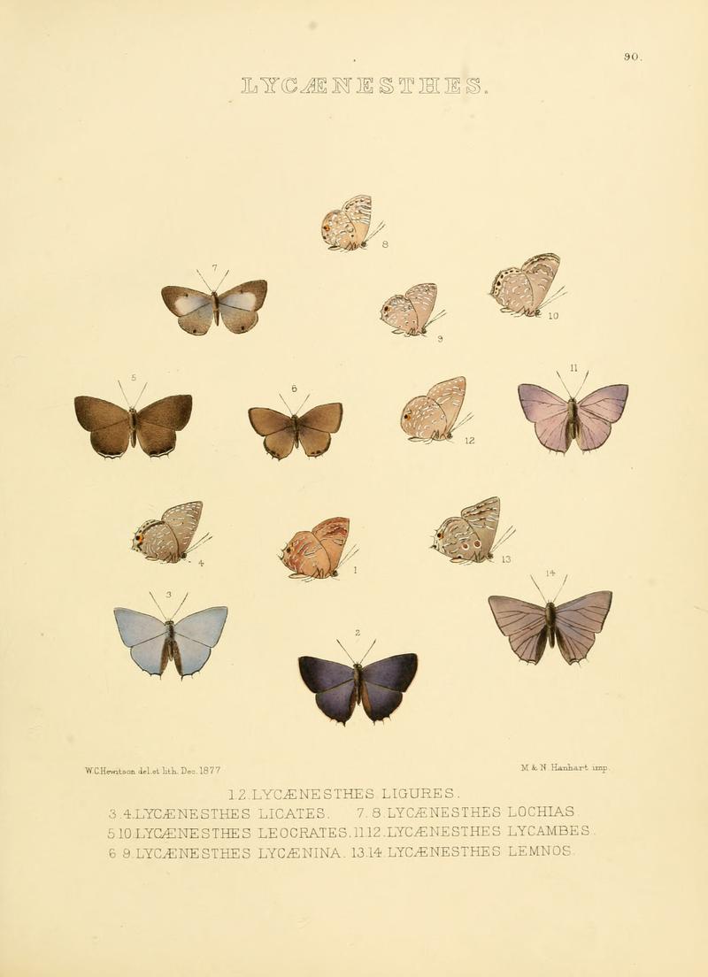 Illustrations of diurnal Lepidoptera 90