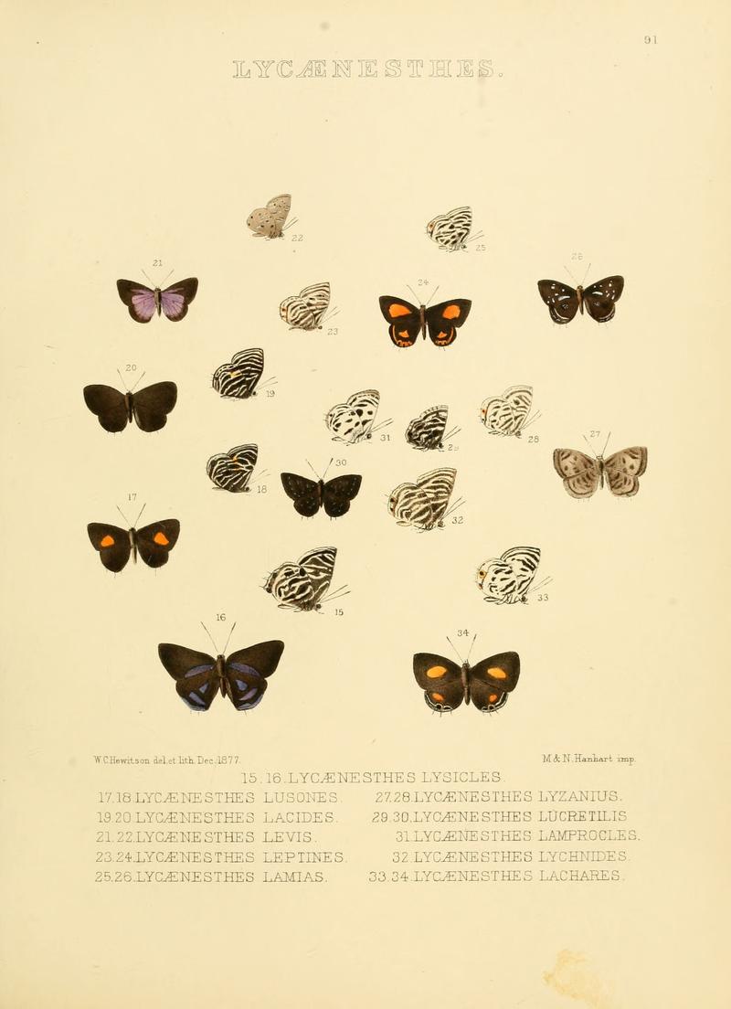 Illustrations of diurnal Lepidoptera 91