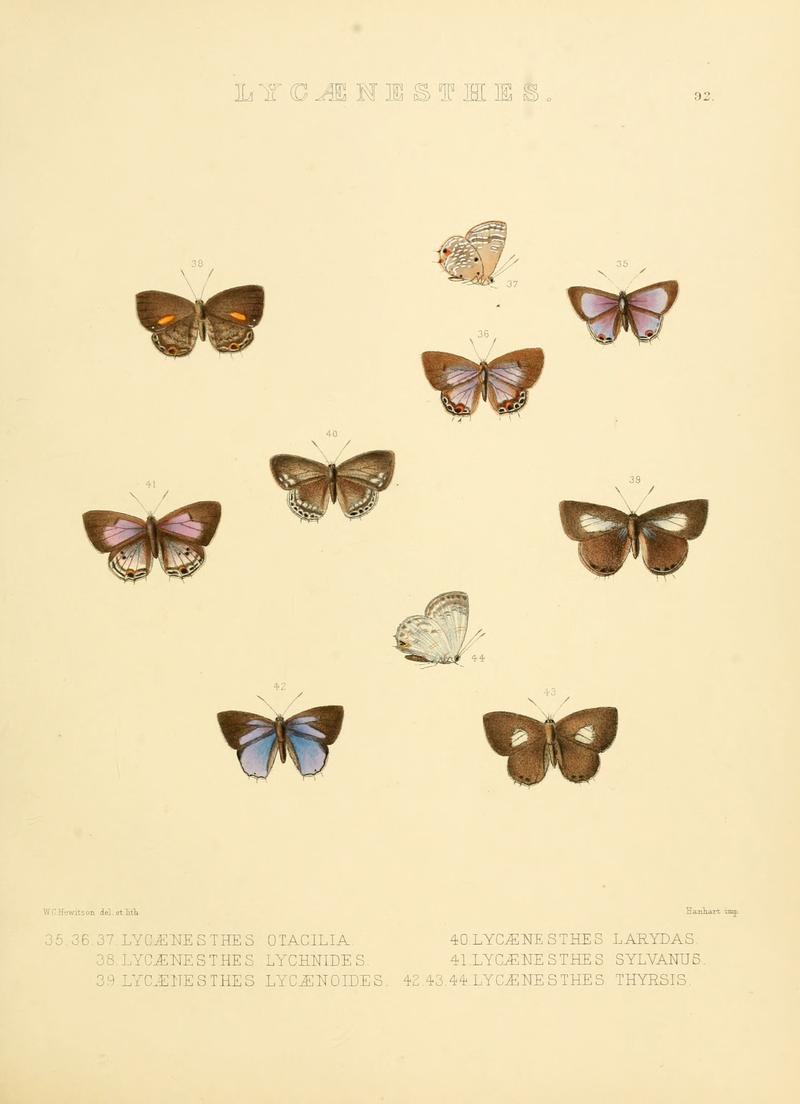 Illustrations of diurnal Lepidoptera 92