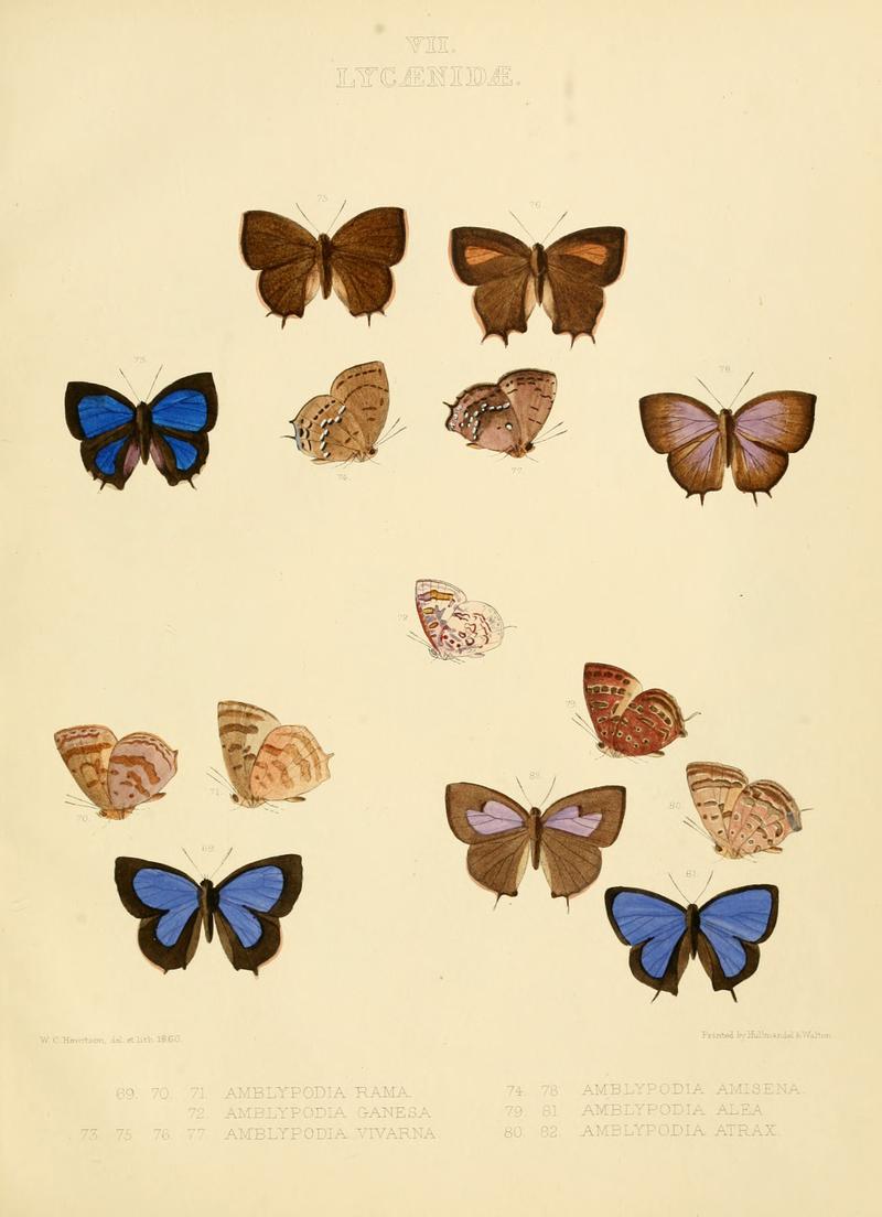 Illustrations of diurnal Lepidoptera British Museum Catalogue VII
