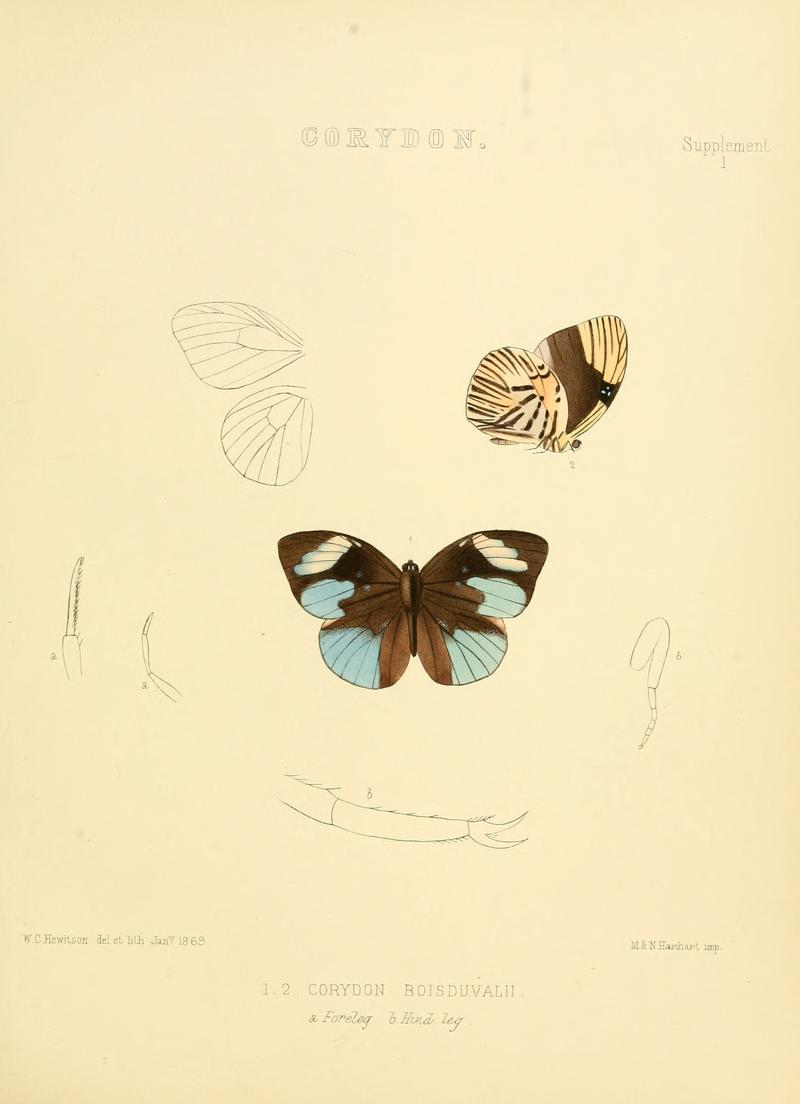 Illustrations of diurnal Lepidoptera Supplement I