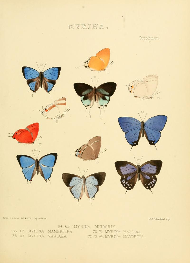 Illustrations of diurnal Lepidoptera Supplement II