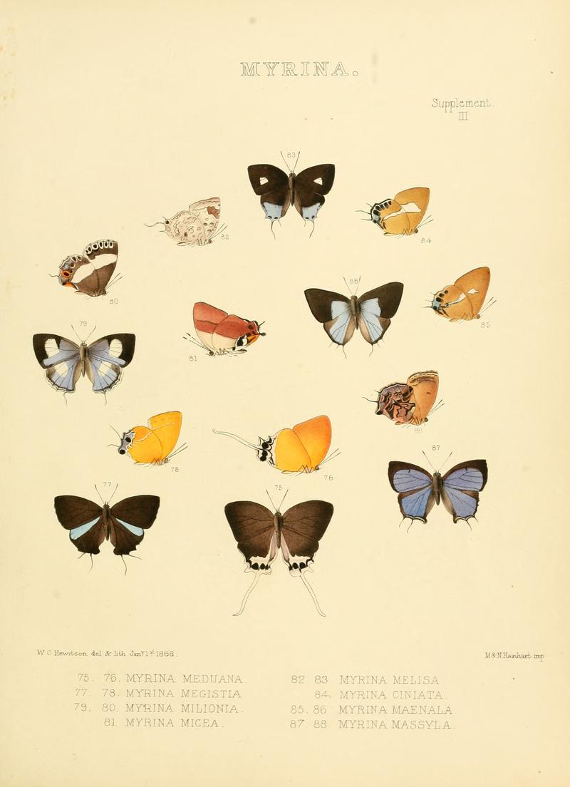 Illustrations of diurnal Lepidoptera Supplement III
