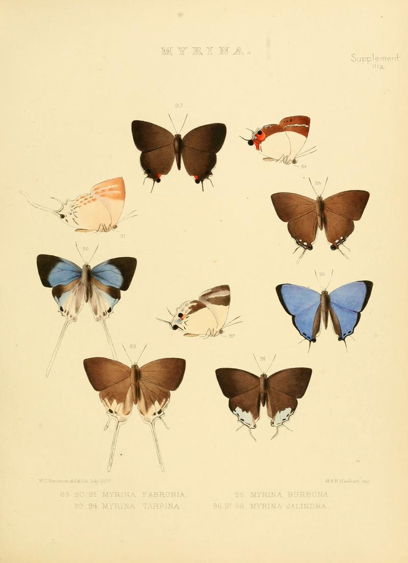 Illustrations of diurnal Lepidoptera Supplement IIIa