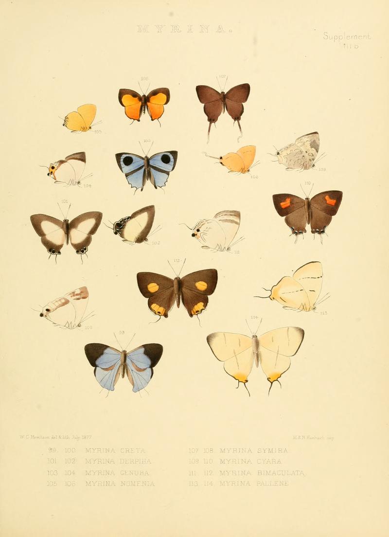 Illustrations of diurnal Lepidoptera Supplement IIIb