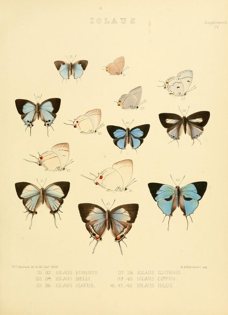 Illustrations of diurnal Lepidoptera Supplement IV