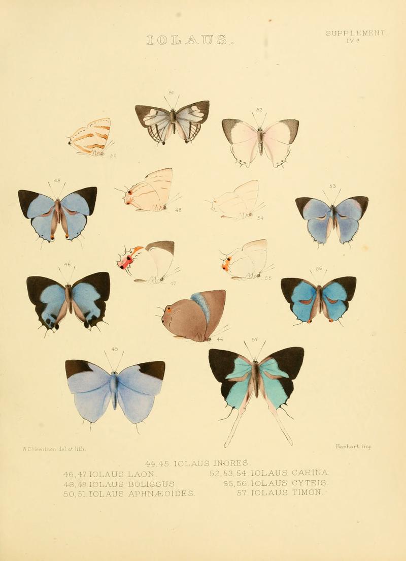 Illustrations of diurnal Lepidoptera Supplement IVa