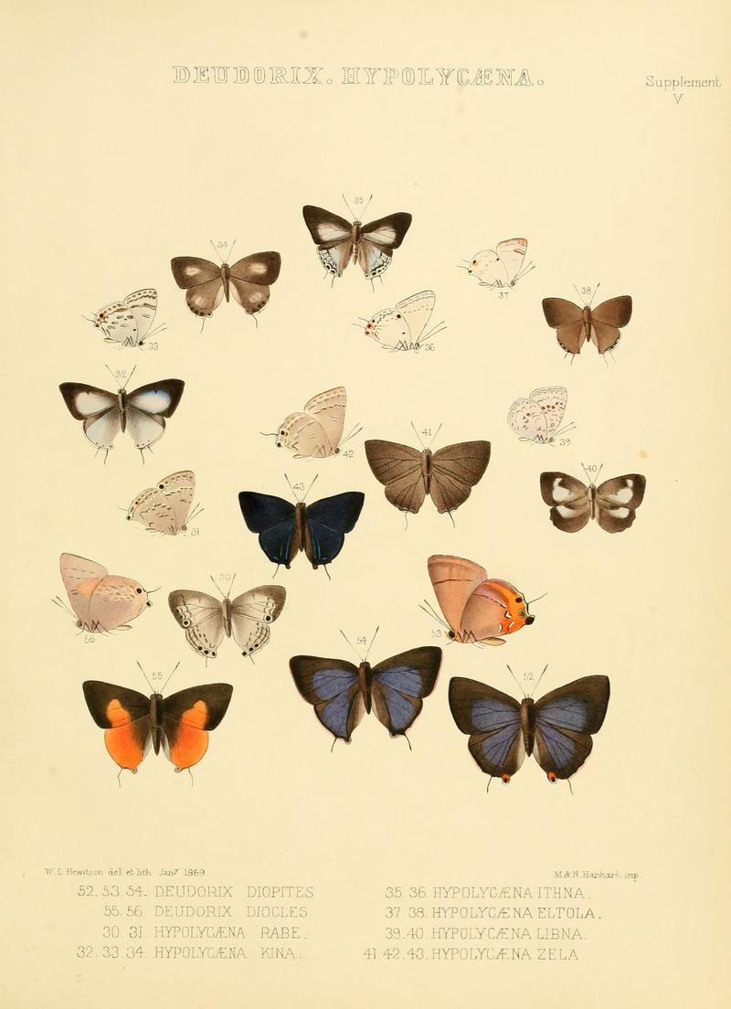 Illustrations of diurnal Lepidoptera Supplement V