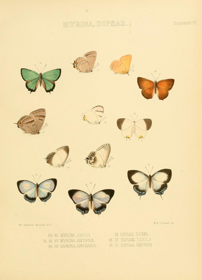 Illustrations of diurnal Lepidoptera Supplement VI