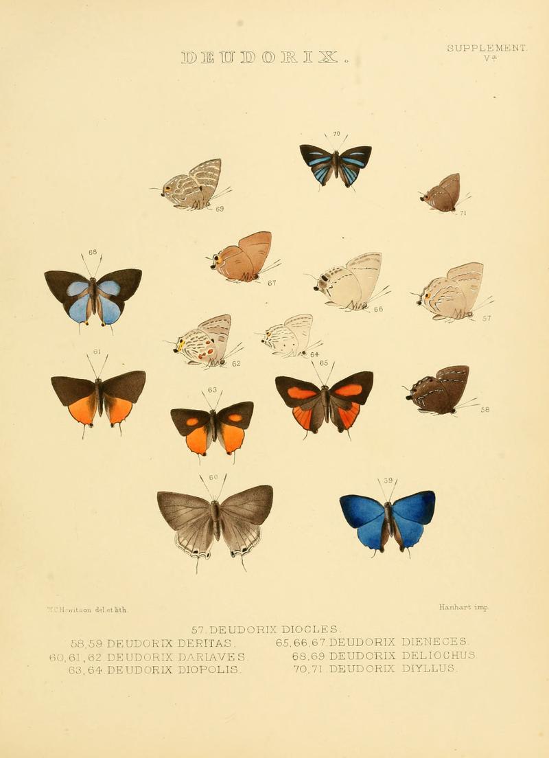 Illustrations of diurnal Lepidoptera Supplement Va