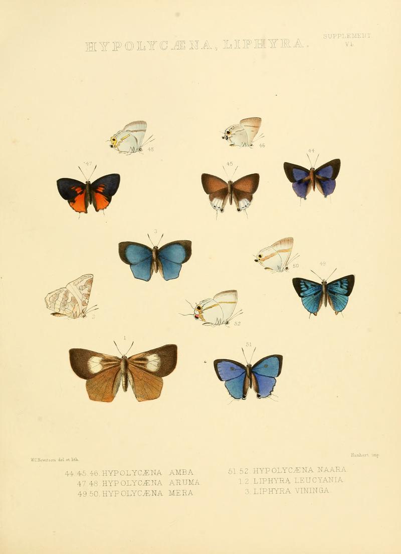 Illustrations of diurnal Lepidoptera Supplement Vb