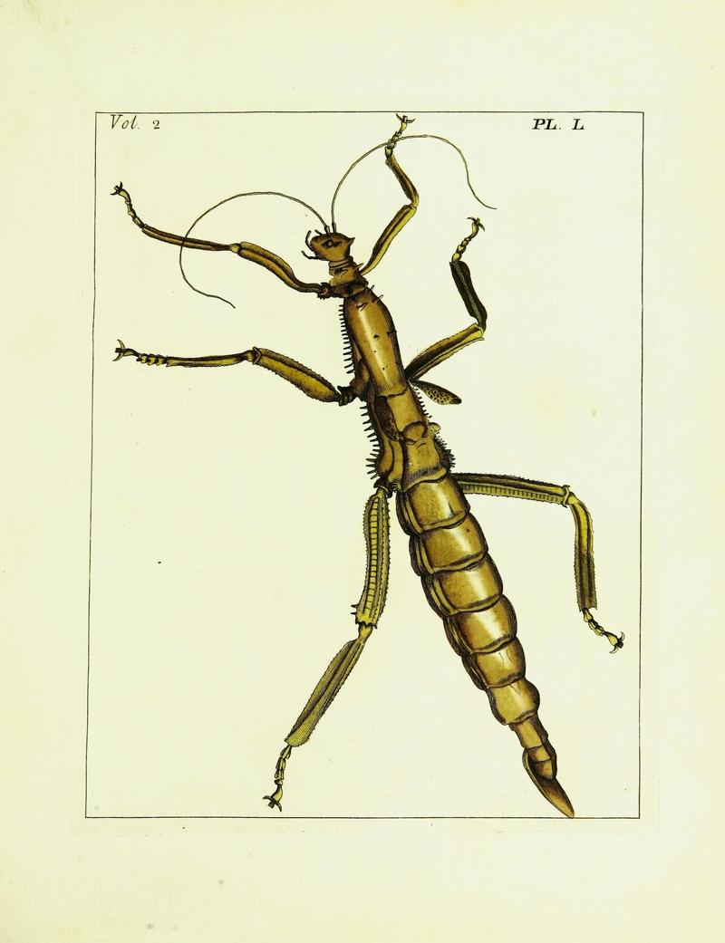 Illustrations of natural history (Vol. II, Plate L) (9248567128)