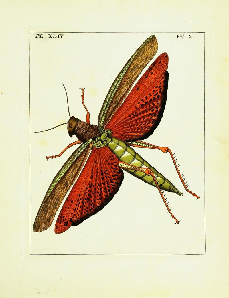 Illustrations of natural history (Vol. II, Plate XLIV) (9245781541)
