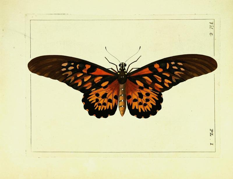 Illustrations of natural history (Vol. III, Plate I) (9245825679)