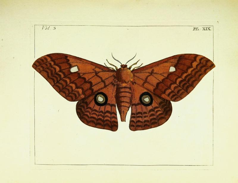 Illustrations of natural history (Vol. III, Plate XIX) (9248624694)