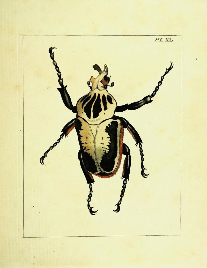 Illustrations of natural history (Vol. III, Plate XL) (9245862963)