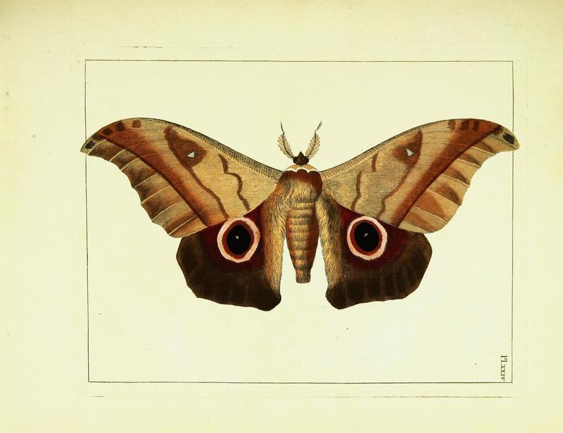Illustrations of natural history (Vol. III, Plate XXIV) (9248629394)
