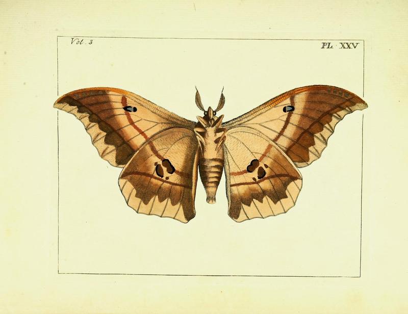 Illustrations of natural history (Vol. III, Plate XXV) (9245849017)