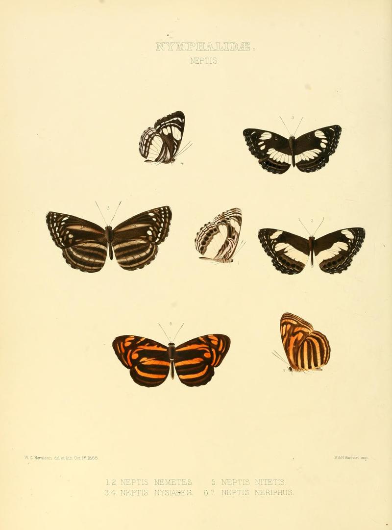 Illustrations of new species of exotic butterflies (10559284645)
