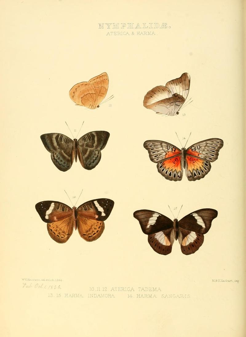 Illustrations of new species of exotic butterflies (10559359445)