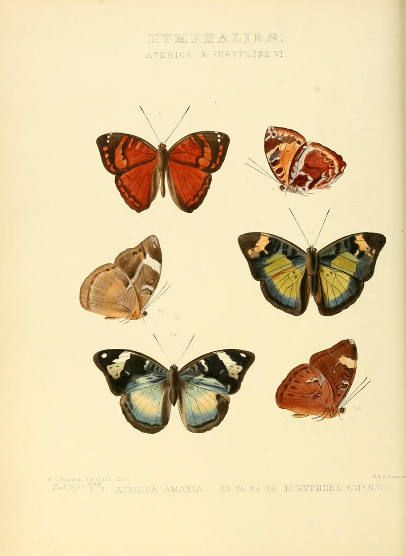 Illustrations of new species of exotic butterflies (10559407384)