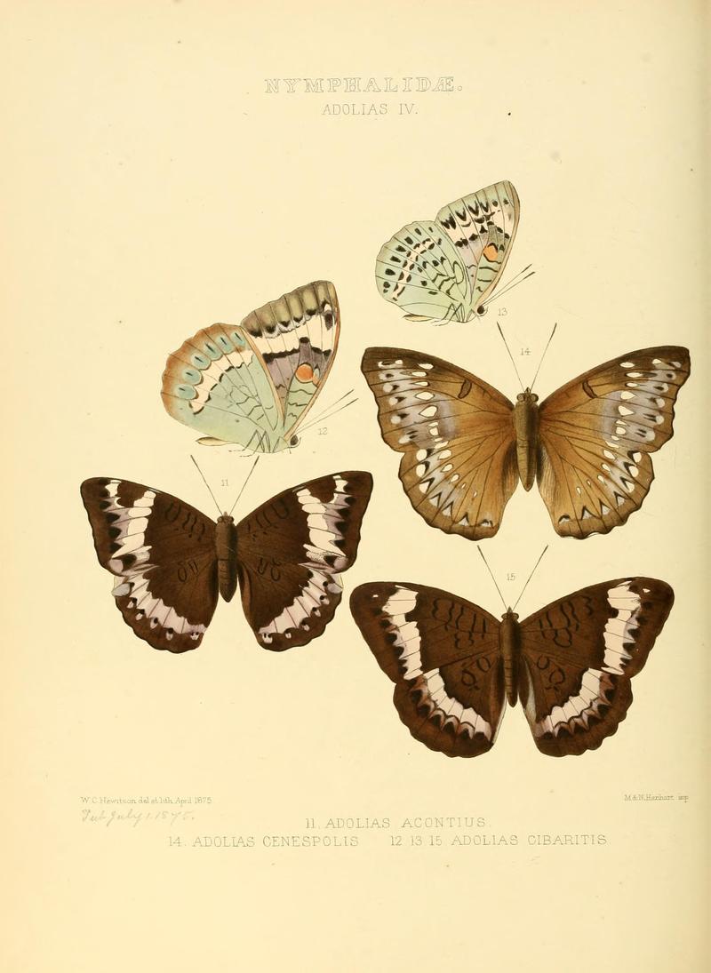 Illustrations of new species of exotic butterflies (10559410206)