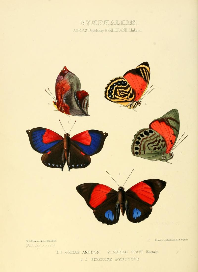 Illustrations of new species of exotic butterflies (10559419236)
