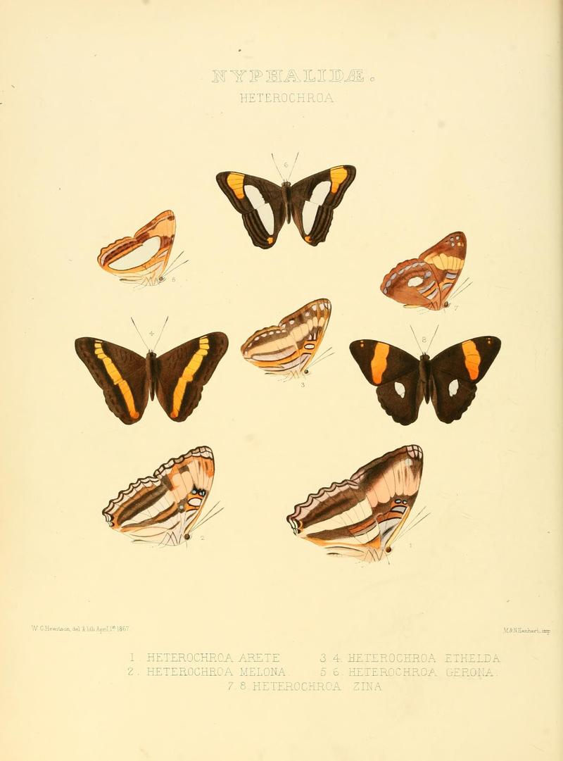 Illustrations of new species of exotic butterflies (10559556243)