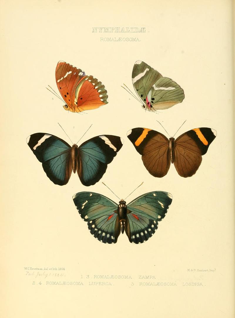 Illustrations of new species of exotic butterflies (10559574243)